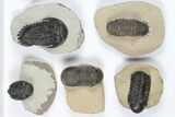 Lot: Assorted Devonian Trilobites - Pieces #92161-2